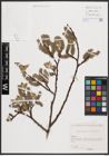 Foto von Salix caprea L.
